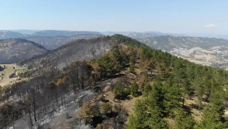 Bolu'da 5 Milyon Fidan Toprakla Buluşuyor: Yeşil Geleceğe İlk Adım